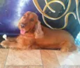 fred