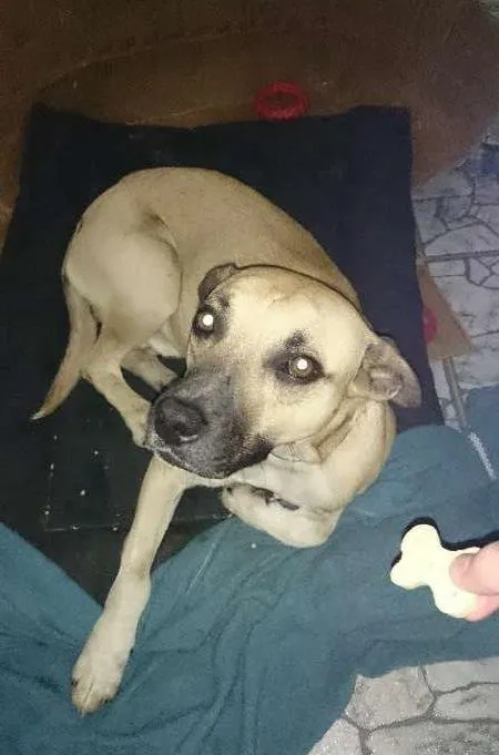 Cachorro ra a vira lata idade 3 anos nome Costela