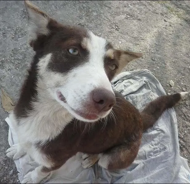 Cachorro ra a Setter idade 1 ano nome sem nome