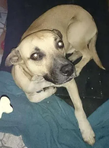 Cachorro ra a vira lata idade 3 anos nome Costela