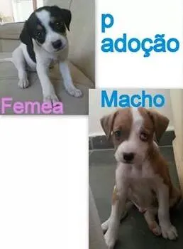 Cachorro ra a rnd idade Abaixo de 2 meses nome não tem