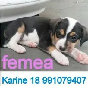 Cachorro ra a rnd idade Abaixo de 2 meses nome não tem