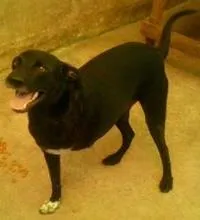 Cachorro raça Outros idade 1 ano nome Caco