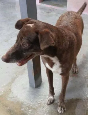 Cachorro raça Outro idade 1 ano nome Face