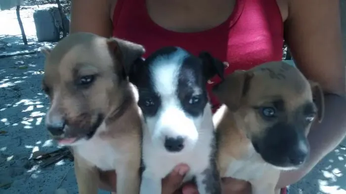 Cachorro ra a Srd idade 2 a 6 meses nome Zaira