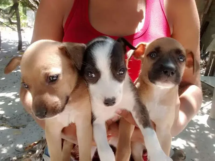 Cachorro ra a Srd idade 2 a 6 meses nome Zaira
