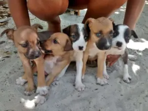 Cachorro raça Srd idade 2 a 6 meses nome Zaira