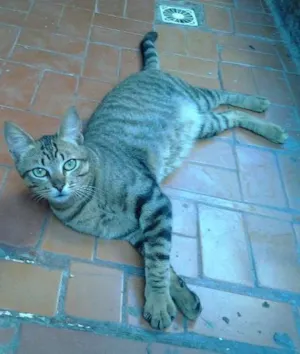 Gato raça SRD idade 2 a 6 meses nome Chiquinho