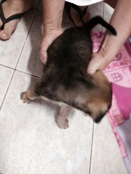 Cachorro ra a SRD idade  nome Filhotinho