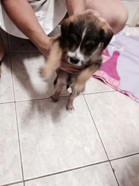 Cachorro ra a SRD idade  nome Filhotinho
