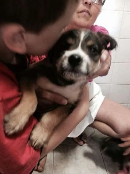 Cachorro ra a SRD idade  nome Filhotinho