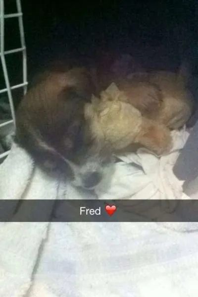 Cachorro ra a SRD idade  nome Filhotinho