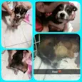 Filhotinho