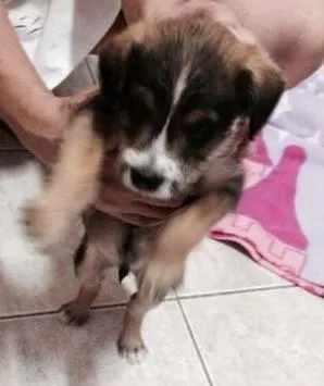 Cachorro ra a SRD idade  nome Filhotinho
