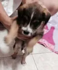 Filhotinho
