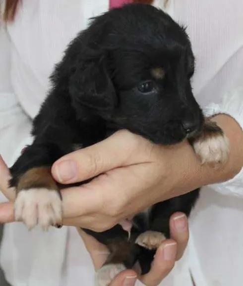 Cachorro ra a Diversas idade  nome Lindos Filhotes e A