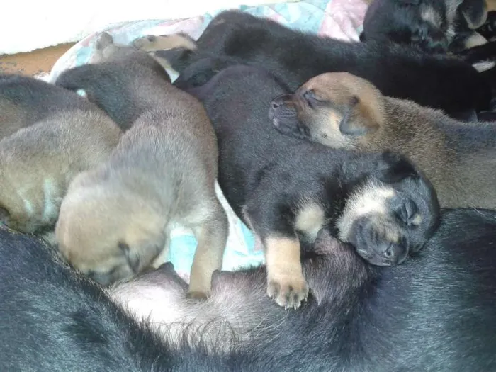 Cachorro ra a SRD idade Abaixo de 2 meses nome Filhotes