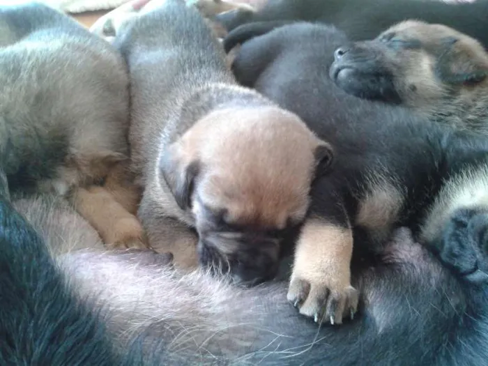 Cachorro ra a SRD idade Abaixo de 2 meses nome Filhotes