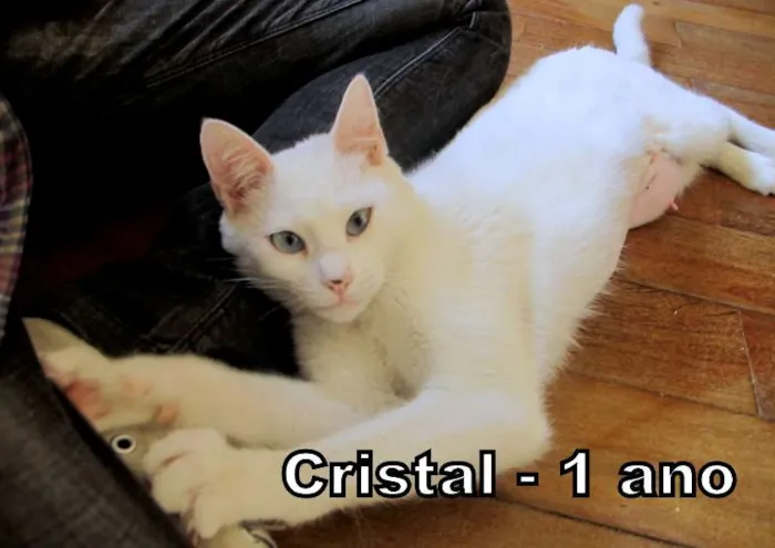 Gato ra a SRD idade 1 ano nome Cristal