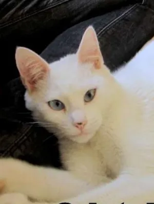 Gato raça SRD idade 1 ano nome Cristal