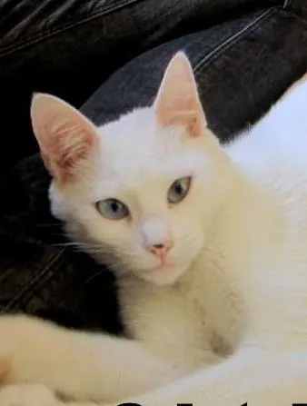 Gato ra a SRD idade 1 ano nome Cristal
