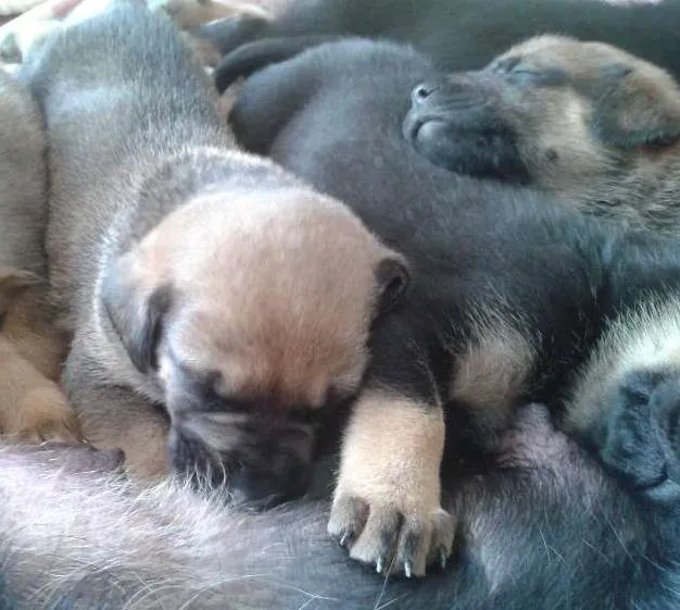 Cachorro ra a SRD idade Abaixo de 2 meses nome Filhotes