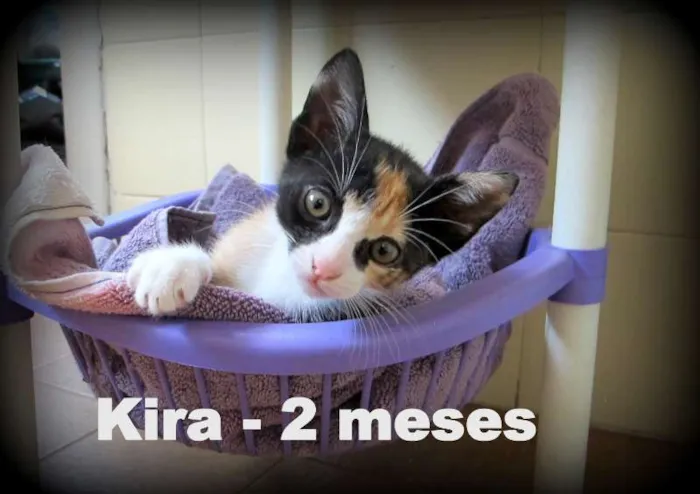 Gato ra a SRD idade 2 a 6 meses nome Kira