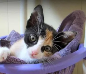 Gato raça SRD idade 2 a 6 meses nome Kira