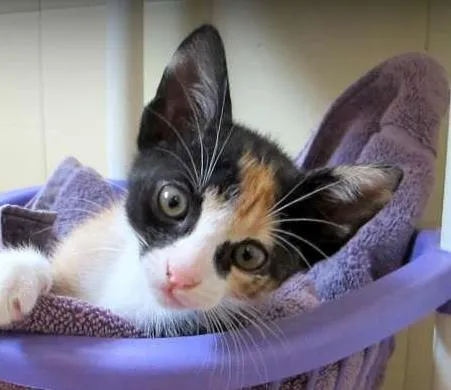 Gato ra a SRD idade 2 a 6 meses nome Kira
