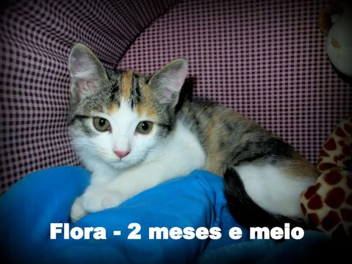 Gato ra a SRD idade 2 a 6 meses nome Flora