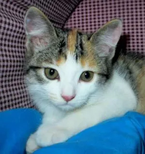 Gato raça SRD idade 2 a 6 meses nome Flora
