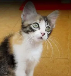 Gato raça SRD idade 2 a 6 meses nome Jasmim