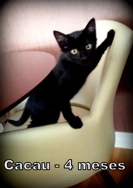 Gato ra a SRD idade 2 a 6 meses nome Cacau