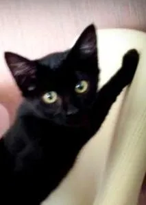 Gato ra a SRD idade 2 a 6 meses nome Cacau