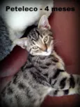 Peteleco