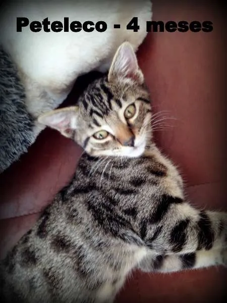 Gato ra a SRD idade 2 a 6 meses nome Peteleco