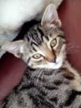 Peteleco