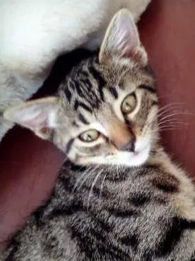 Gato raça SRD idade 2 a 6 meses nome Peteleco