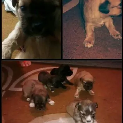 Cachorro ra a vira lata idade Abaixo de 2 meses nome Cacau - Mãe