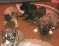 Cachorro ra a vira lata idade Abaixo de 2 meses nome Cacau - Mãe