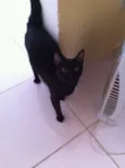 CArminha, Max e Nina