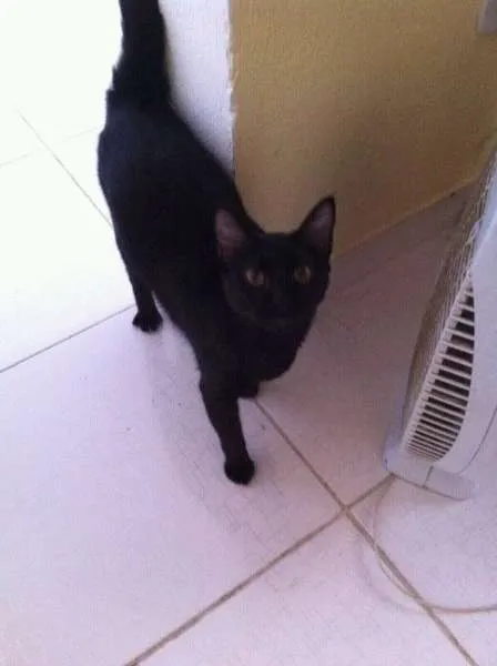 Gato ra a Siamês e Srd idade 1 ano nome CArminha, Max e Nina
