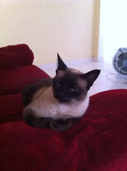 Gato ra a Siamês e Srd idade 1 ano nome CArminha, Max e Nina