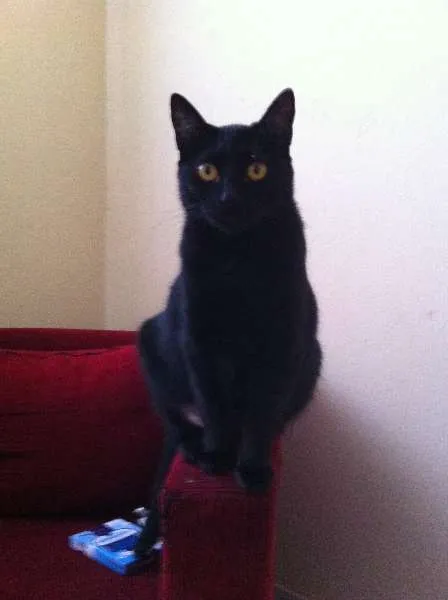 Gato ra a Siamês e Srd idade 1 ano nome CArminha, Max e Nina