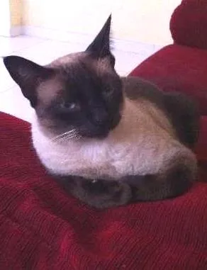 Gato ra a Siamês e Srd idade 1 ano nome CArminha, Max e Nina