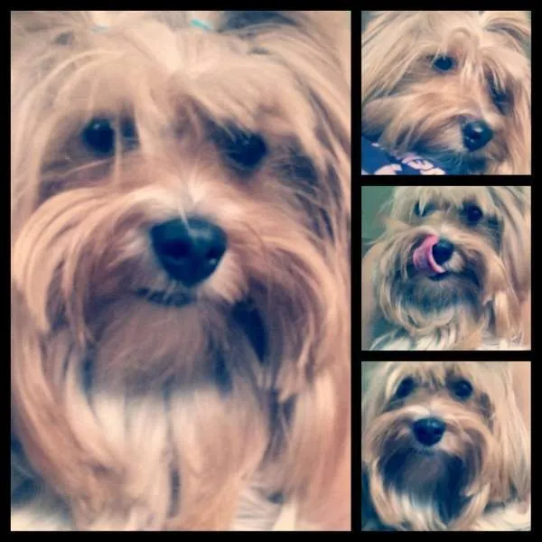 Cachorro ra a Yorkshire idade 6 ou mais anos nome Nina GRATIFICA