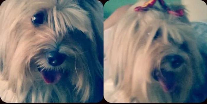 Cachorro ra a Yorkshire idade 6 ou mais anos nome Nina GRATIFICA