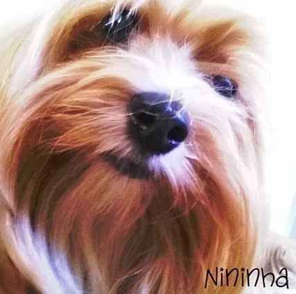 Cachorro ra a Yorkshire idade 6 ou mais anos nome Nina GRATIFICA