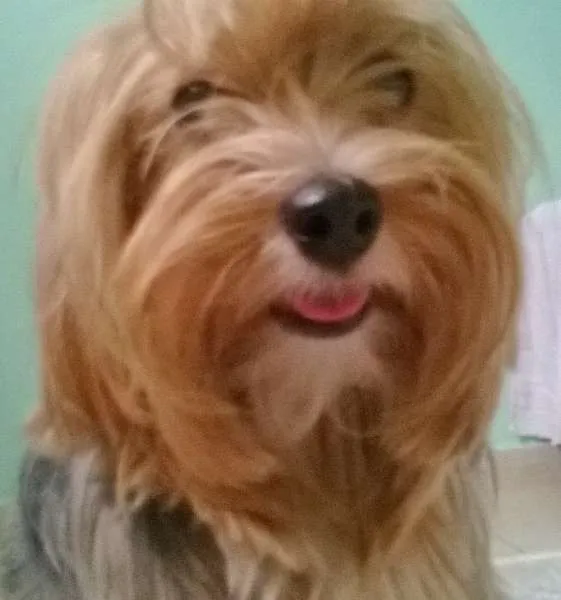 Cachorro ra a Yorkshire idade 6 ou mais anos nome Nina GRATIFICA