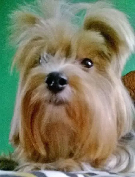 Cachorro ra a Yorkshire idade 6 ou mais anos nome Nina GRATIFICA
